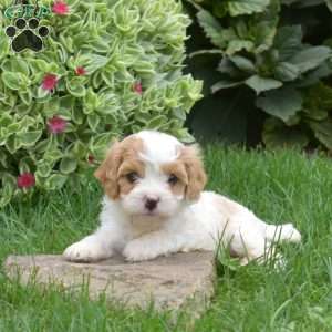 Lucky, Cavapoo Puppy