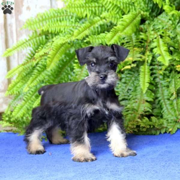 Lucky, Miniature Schnauzer Puppy