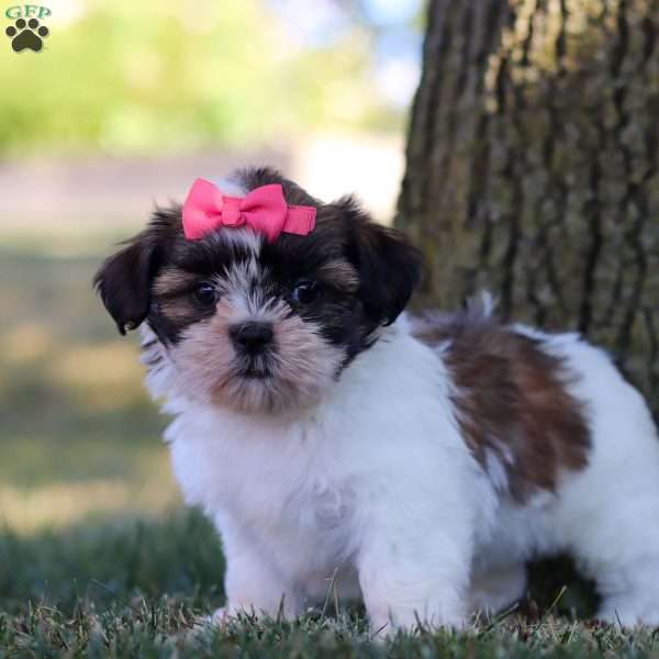 Lucy, Shih Tzu Puppy