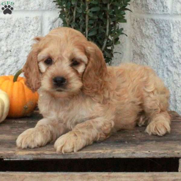 Lucy, Cockapoo Puppy