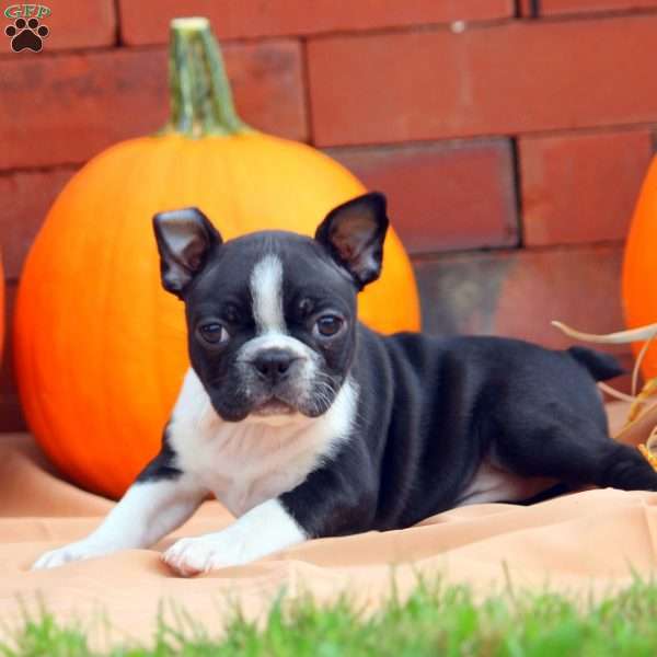 Lucy, Boston Terrier Puppy