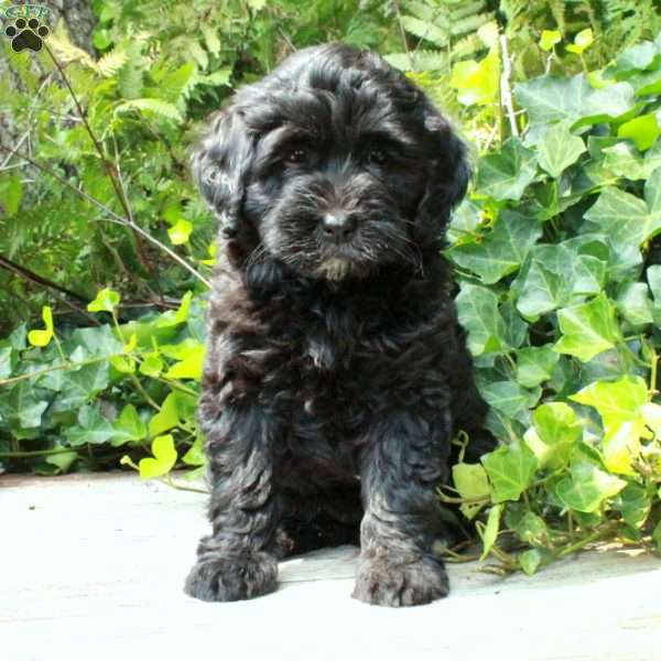 Lucy, Miniature Poodle Mix Puppy