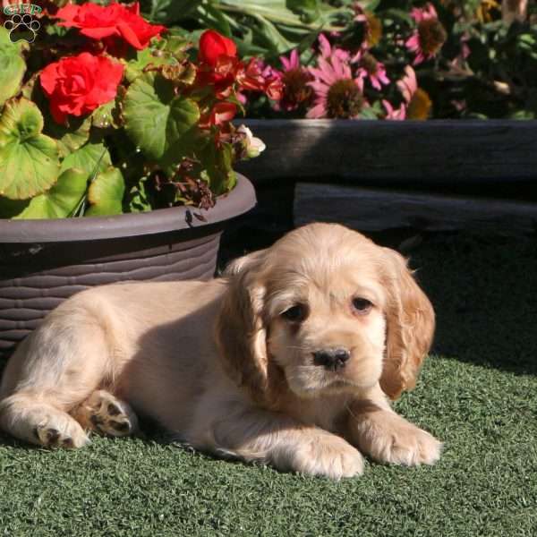 Luke, Cocker Spaniel Puppy