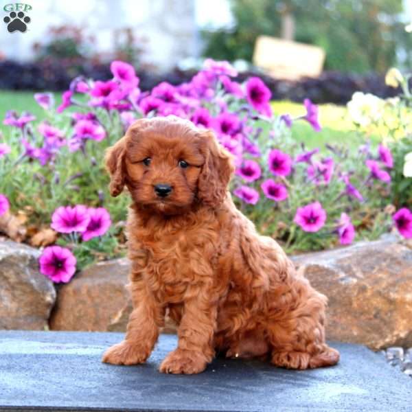 Luke, Cavapoo Puppy