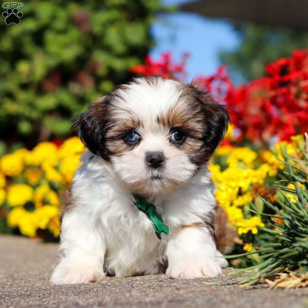 Luke, Shih Tzu Puppy