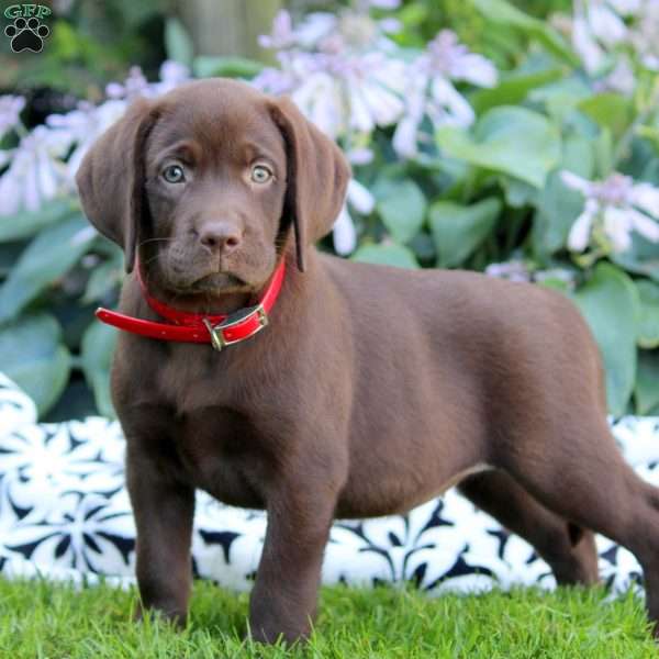 Luna, Chocolate Labrador Retriever Puppy