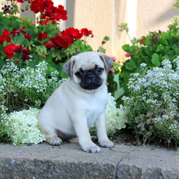 Luna, Pug Puppy