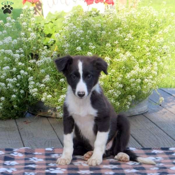 Luna, Border Collie Mix Puppy