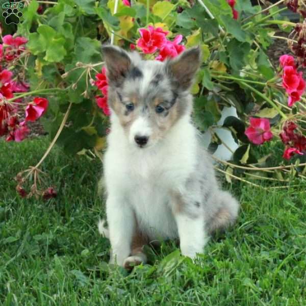 Luna, Sheltie Puppy