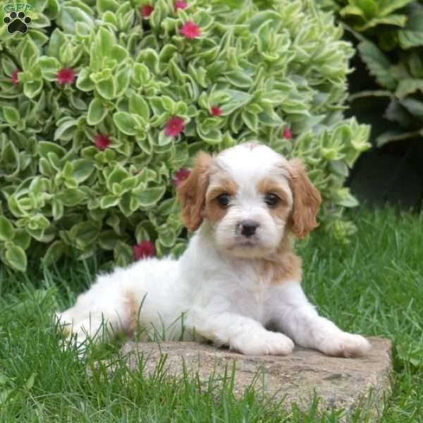 Luna, Cavapoo Puppy