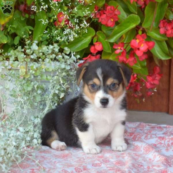 Luna, Pembroke Welsh Corgi Puppy