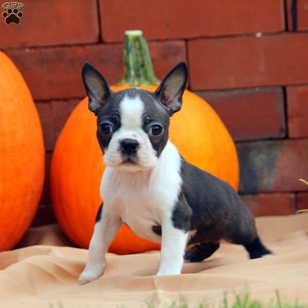 Luna, Boston Terrier Puppy