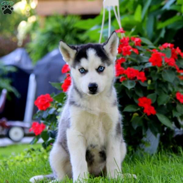 Luna, Siberian Husky Puppy