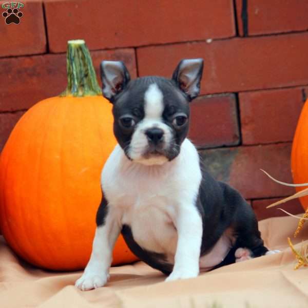 Lydia, Boston Terrier Puppy