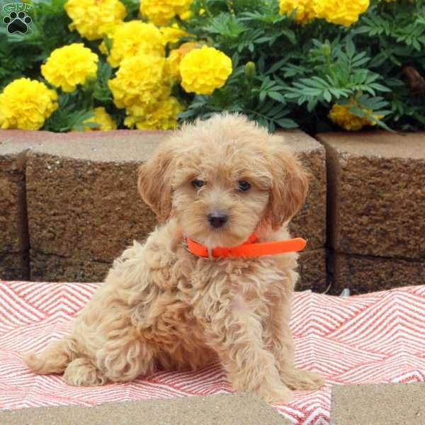 Lydia, Cockapoo Puppy