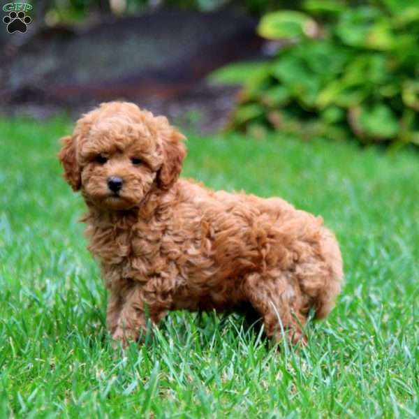 Lydia, Mini Goldendoodle Puppy