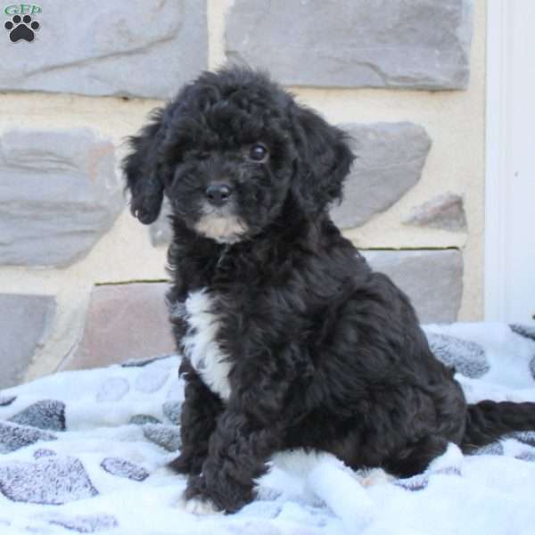 Lyla, Cavapoo Puppy