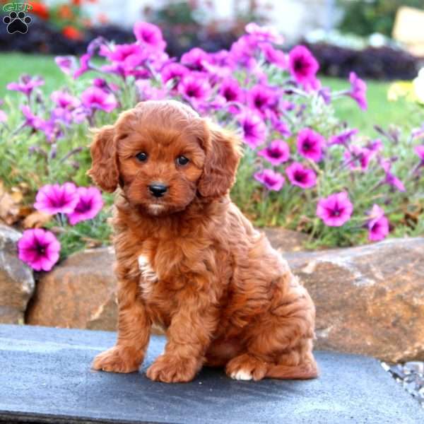 Lylah, Cavapoo Puppy