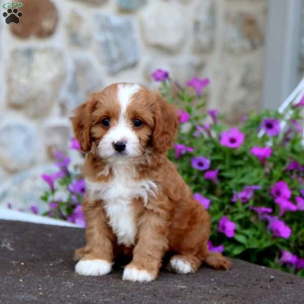 Lyle, Cavapoo Puppy