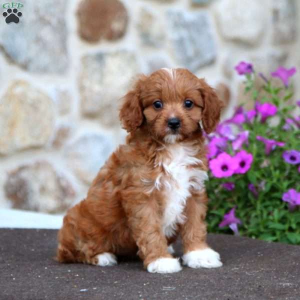 Lynetta, Cavapoo Puppy