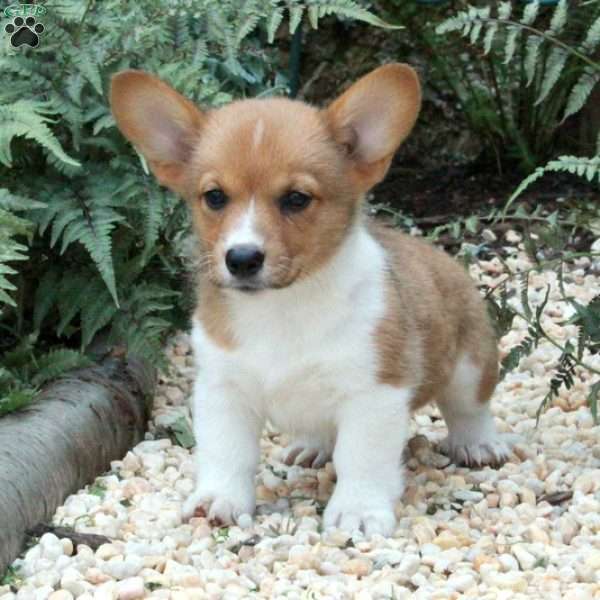 Mabel, Pembroke Welsh Corgi Puppy