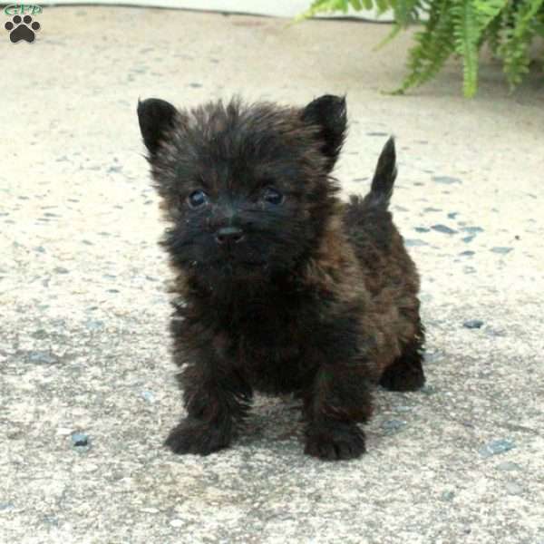 Mabel, Cairn Terrier Puppy