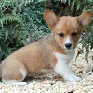 Mabel, Pembroke Welsh Corgi Puppy