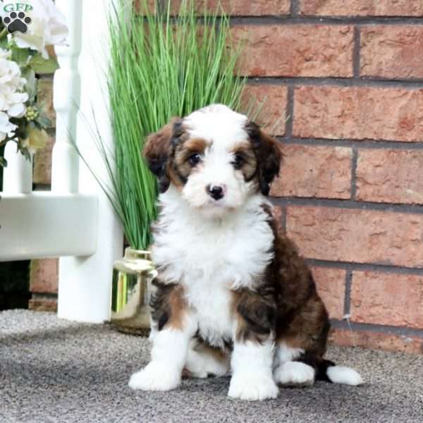 Mabel, Mini Bernedoodle Puppy