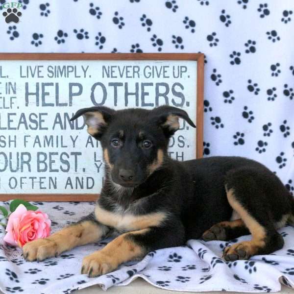 Mable, German Shepherd Puppy