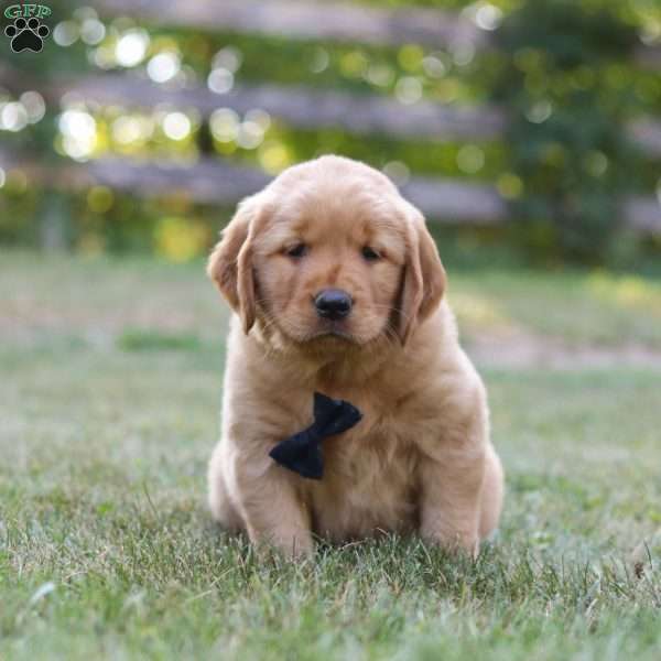 Mac, Golden Retriever Puppy