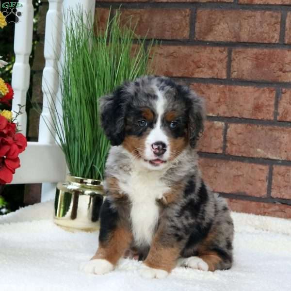 Mack, Mini Bernedoodle Puppy