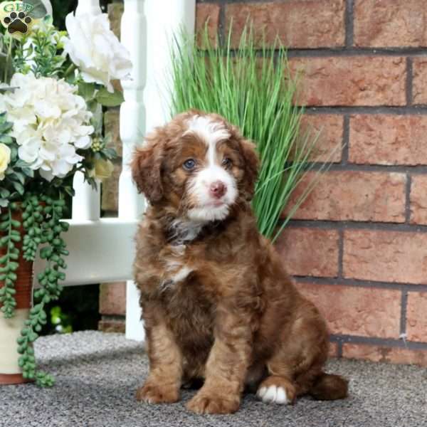 Macy, Mini Bernedoodle Puppy