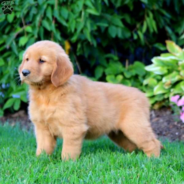 Macy, Golden Retriever Puppy