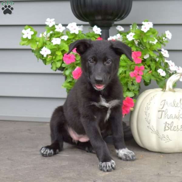 Maddy, German Shepherd Mix Puppy