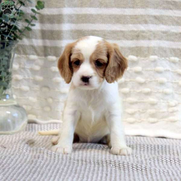 Madison, Cavalier King Charles Mix Puppy