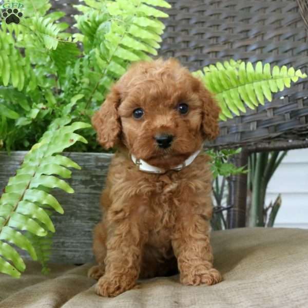 Madison, Mini Goldendoodle Puppy