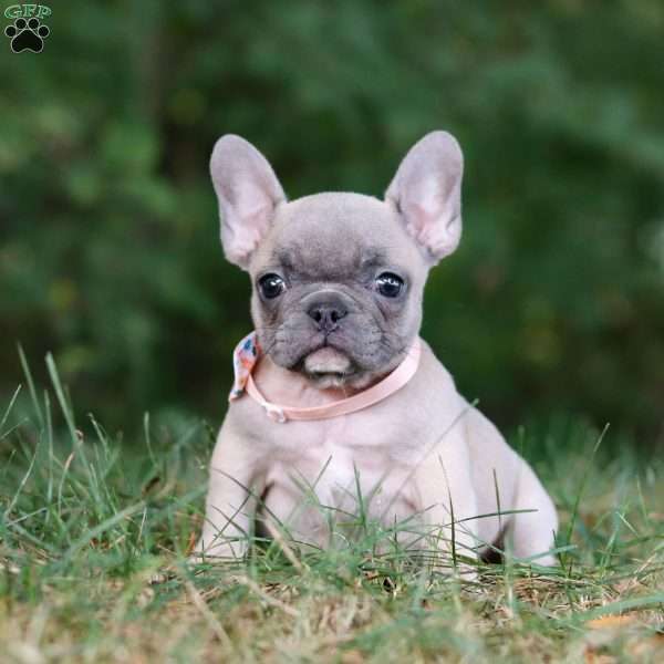 Maggie, French Bulldog Puppy