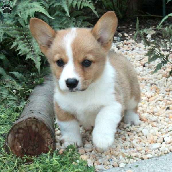 Maggie, Pembroke Welsh Corgi Puppy