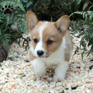 Maggie, Pembroke Welsh Corgi Puppy