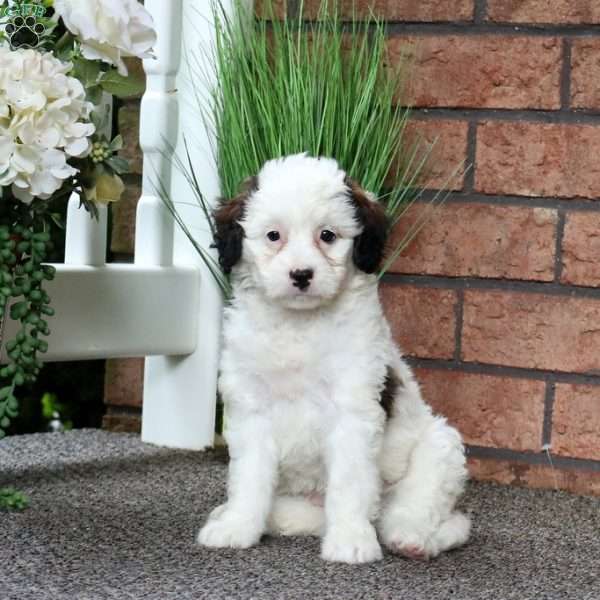 Maggie, Mini Bernedoodle Puppy