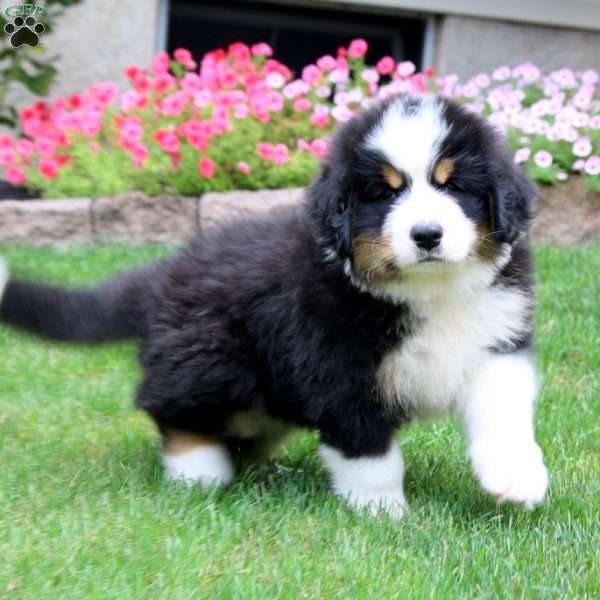 Maggie, Bernedoodle Puppy