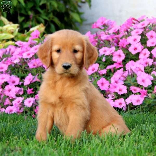 Maggie, Golden Retriever Puppy