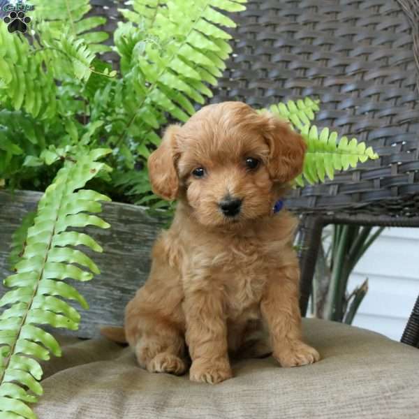 Maisie, Mini Goldendoodle Puppy