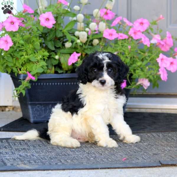 Major, Cavapoo Puppy