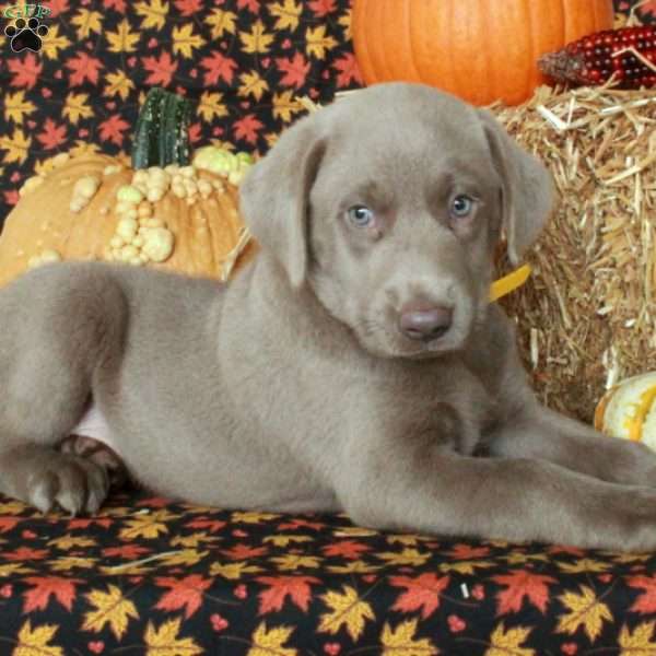 Malcolm, Silver Labrador Retriever Puppy