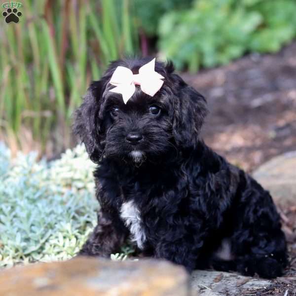 Mandie, Cavapoo Puppy