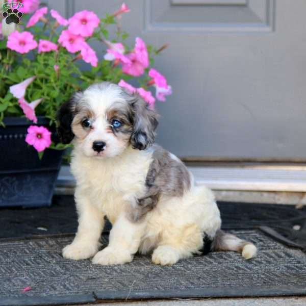 Mandy, Cavapoo Puppy