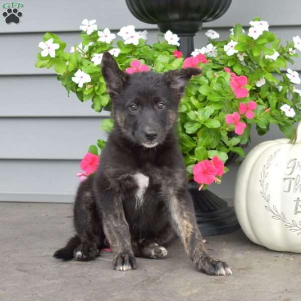 Maple, German Shepherd Mix Puppy