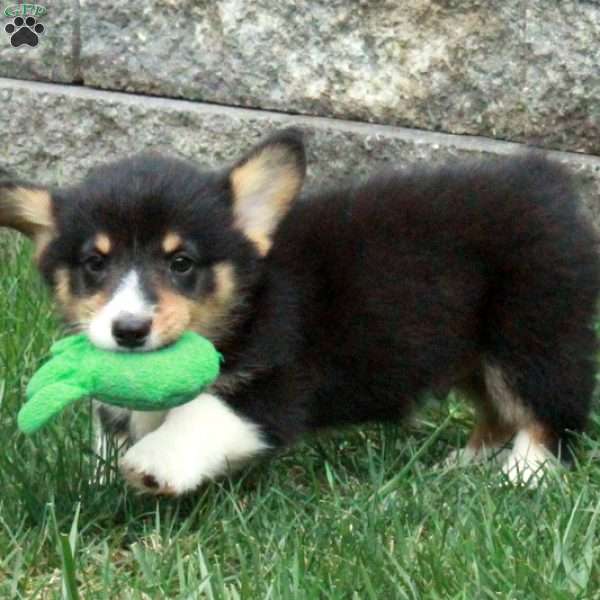 Marco, Pembroke Welsh Corgi Puppy