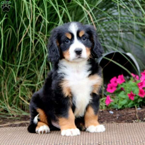 Marcus, Miniature Bernese Mountain Dog Puppy